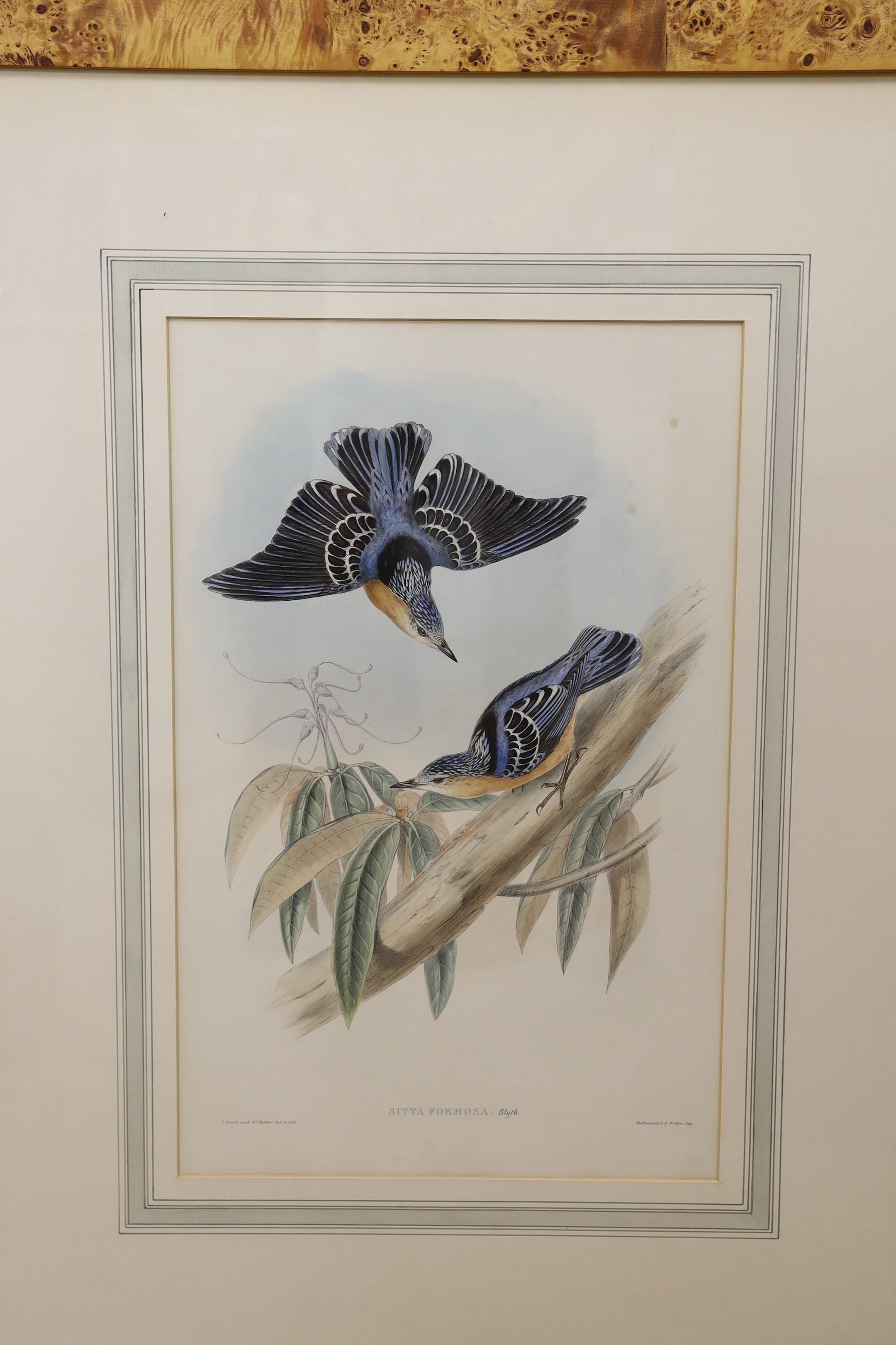After Gould and Richter, six coloured lithographs, Studies of exotic birds, 53 x 34cm